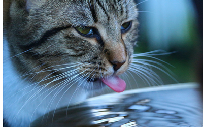 cat_drinking