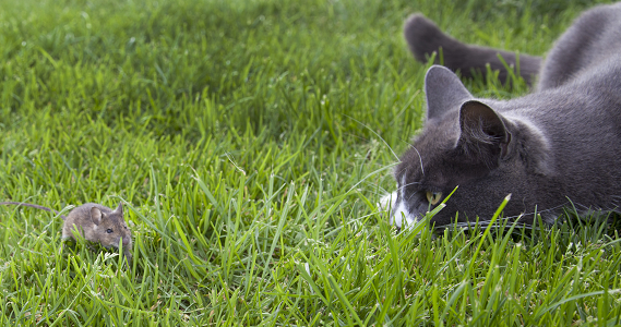 Grey and white cat is stalking a mouse in the grouse
