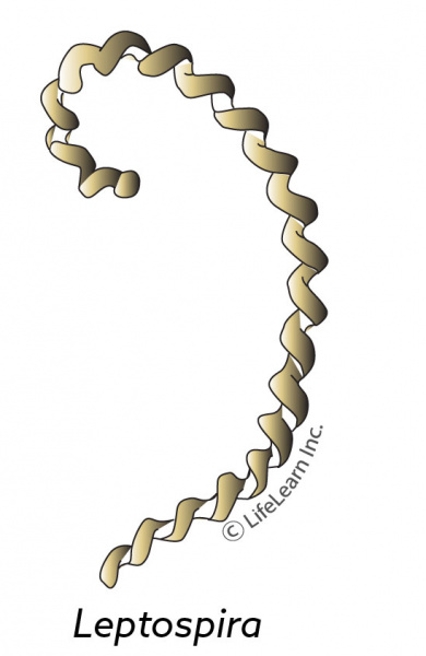 leptospisa_2018-01