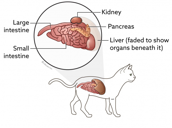 cat_loweranatomy_2017-01