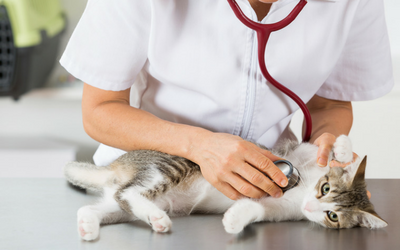 cat_examination