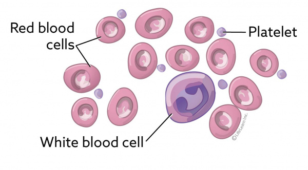 blood_cells_2017 blood_cells_2017