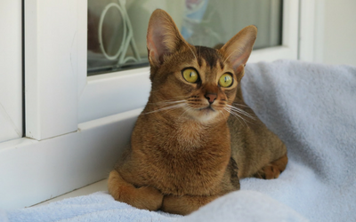 abyssinian abyssinian