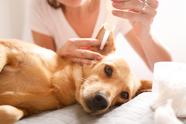 applying ear medication to a dog