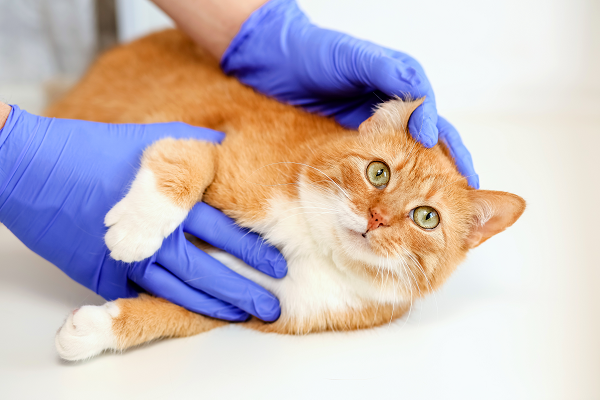holding cat ear open with hand