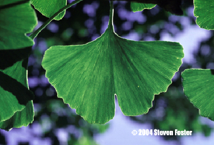 ginkgo-1