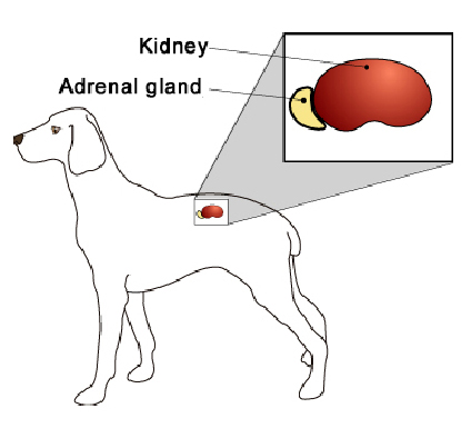 ginseng-3
