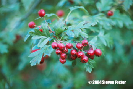 hawthorn-1