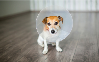dog_e_collar