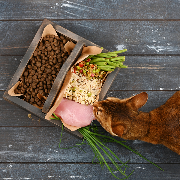 Cat licking raw food