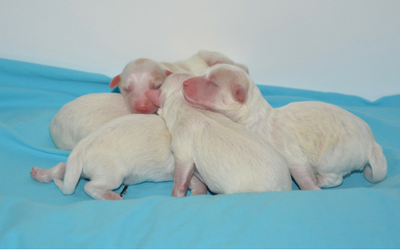 newborn_puppies
