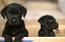 breeding6-rearing_puppies2