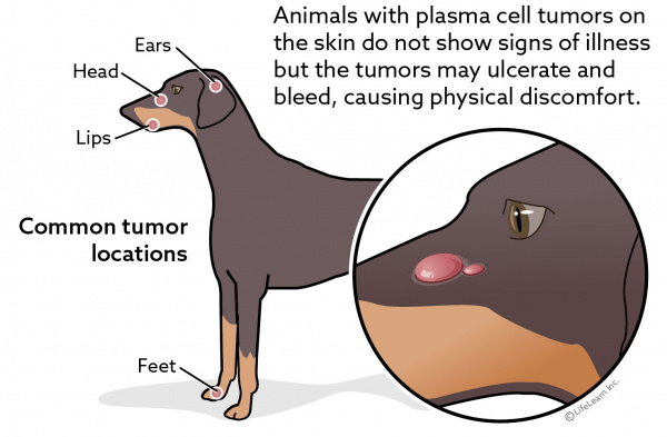 dog_plasmocytomas_2018-01 dog_plasmocytomas_2018-01