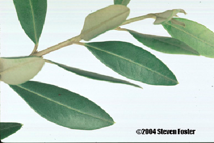 olive_leaf-1 olive_leaf-1