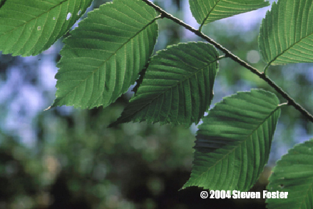 slippery_elm-1 slippery_elm-1