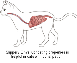 slippery_elm-2