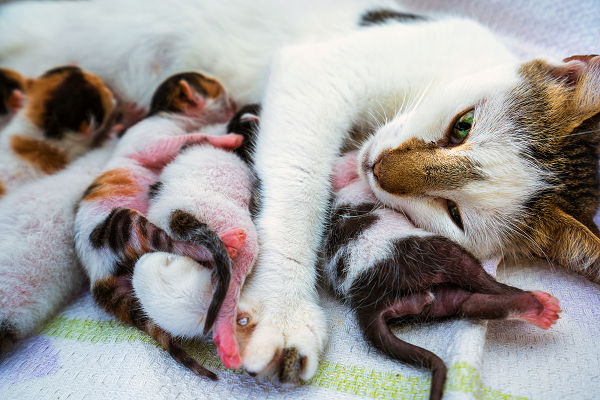Mother cat nursing her kittens