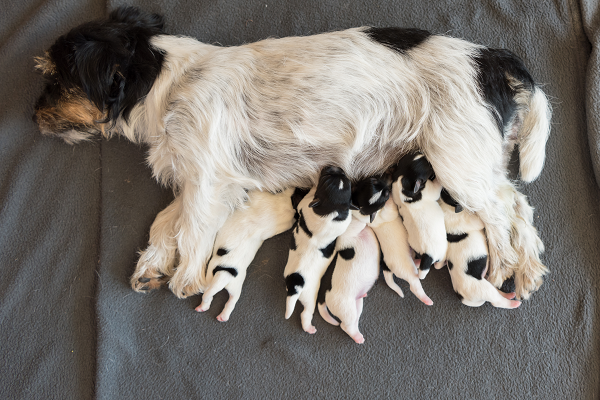 Small terrier dog nursing puppies
