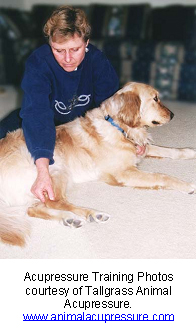 veterinary_acupuncture-1