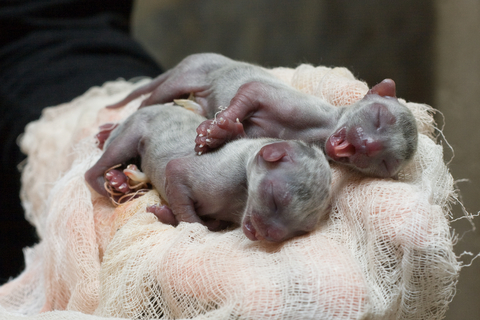 newborn_kittens