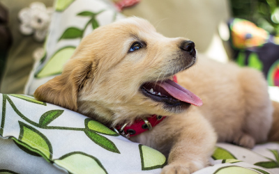 golden_retriever_puppy golden_retriever_puppy