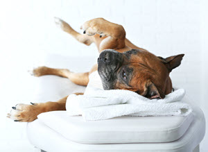 veterinary-massage