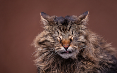 cat_sneezing