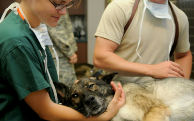 canine_influenza_virus