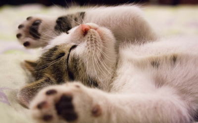 coccidiosis_in_cats