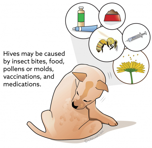 dog_hives_2018-01 dog_hives_2018-01