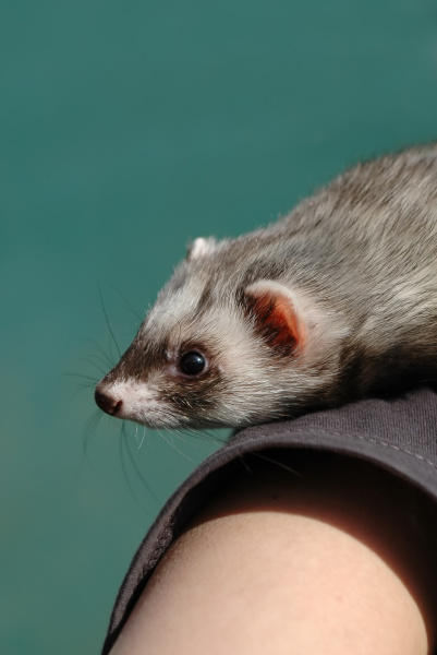 ferret