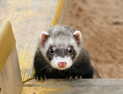 insulinomas_in_ferrets1
