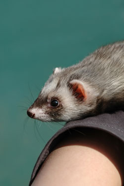 ferret