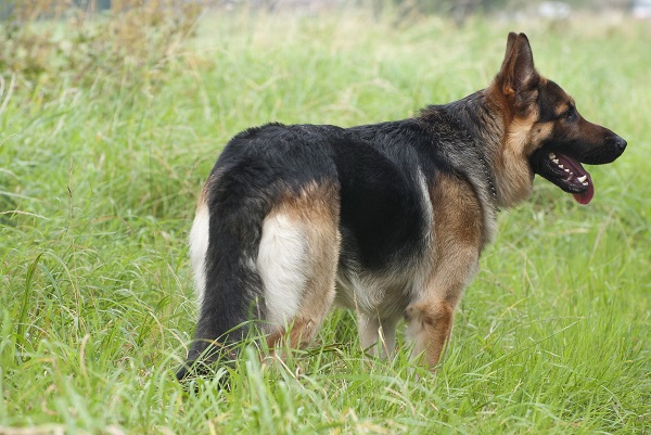 German Shepherd in tall grass
