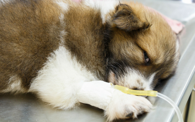 dog_iv dog_iv