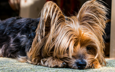 yorkshire_terrier yorkshire_terrier