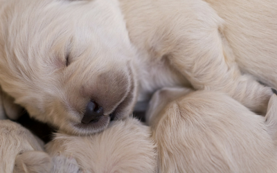 puppies puppies