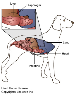 diaphragmatic_hernia