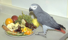 african_grey-feeding-1