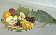 amazon_parrots-feeding-1 amazon_parrots-feeding-1