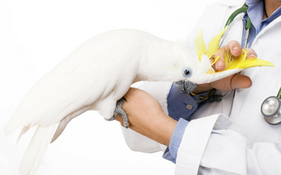 bird_examination