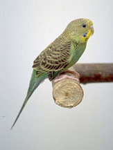 budgies-1