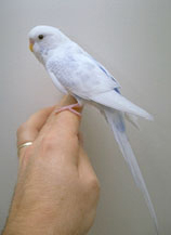 budgies-2