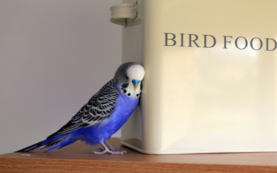 budgies_feeding budgies_feeding