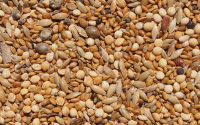 bird_seed
