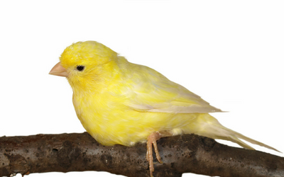 canary