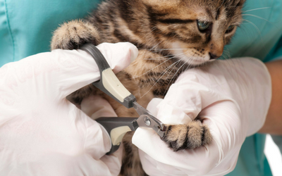 cat_nail_trim