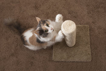 declawing-cats-controversy-considerations