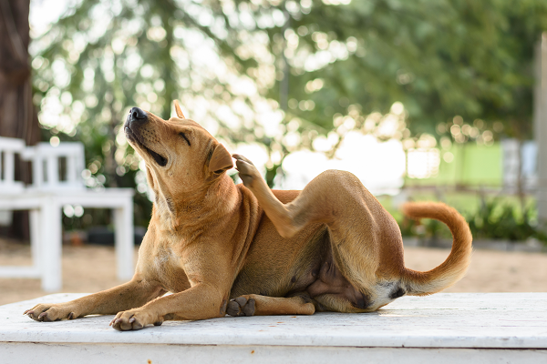 Dog scratching the back of his head