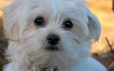 maltese_luxating_patella